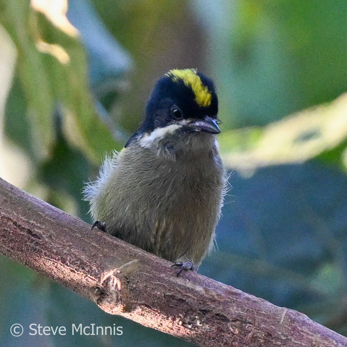 Western Tinkerbird - Steve McInnis