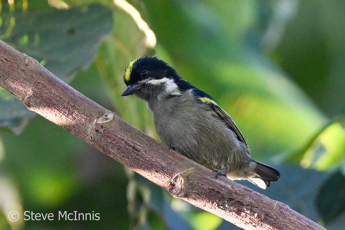 Western Tinkerbird - Steve McInnis