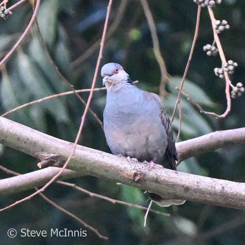 Dusky Turtle-Dove - ML595141731