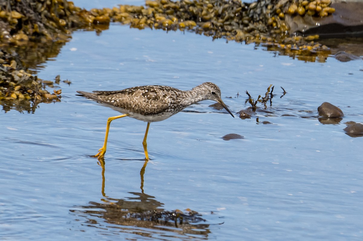 Lesser Yellowlegs - ML595141841