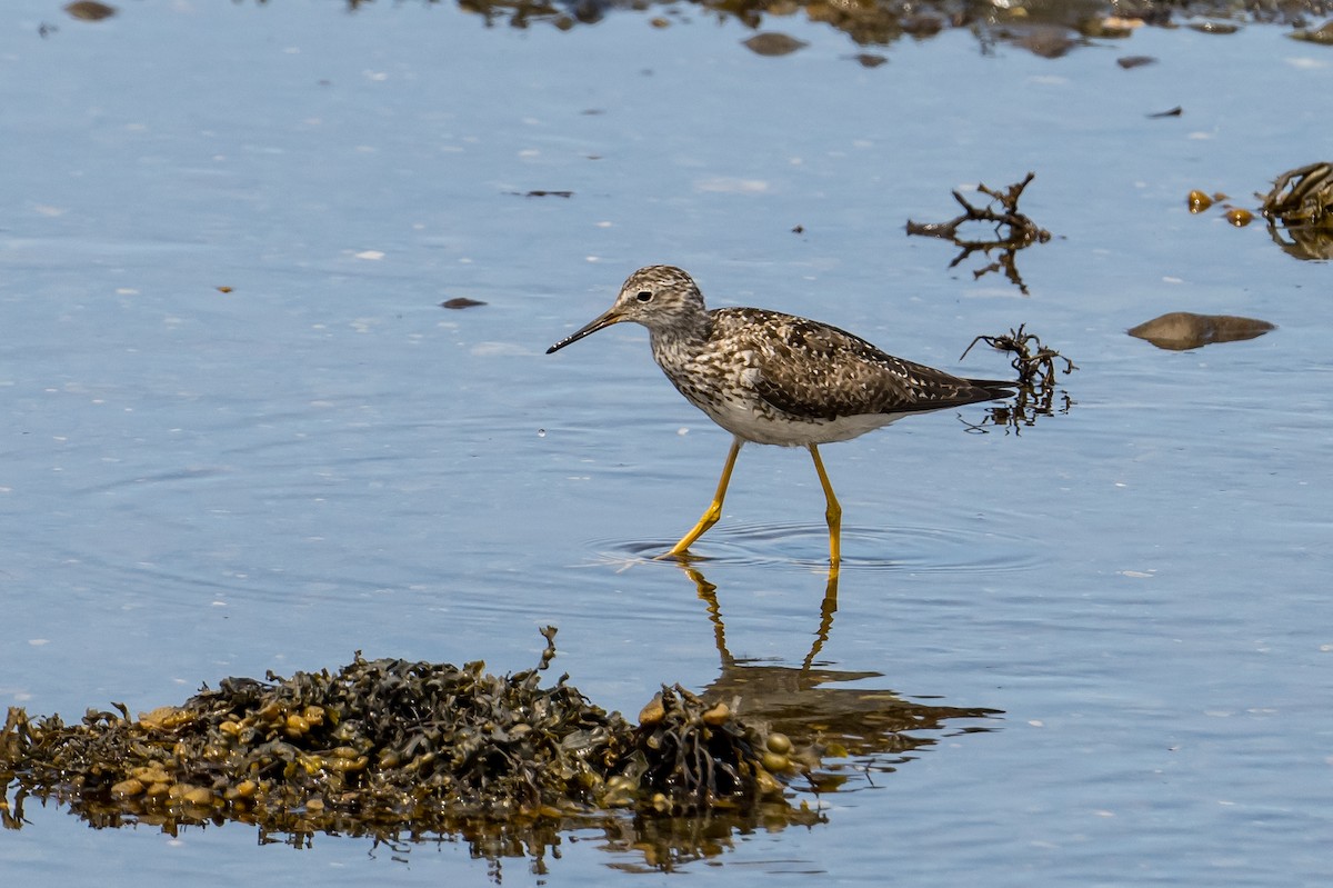 Lesser Yellowlegs - ML595141871