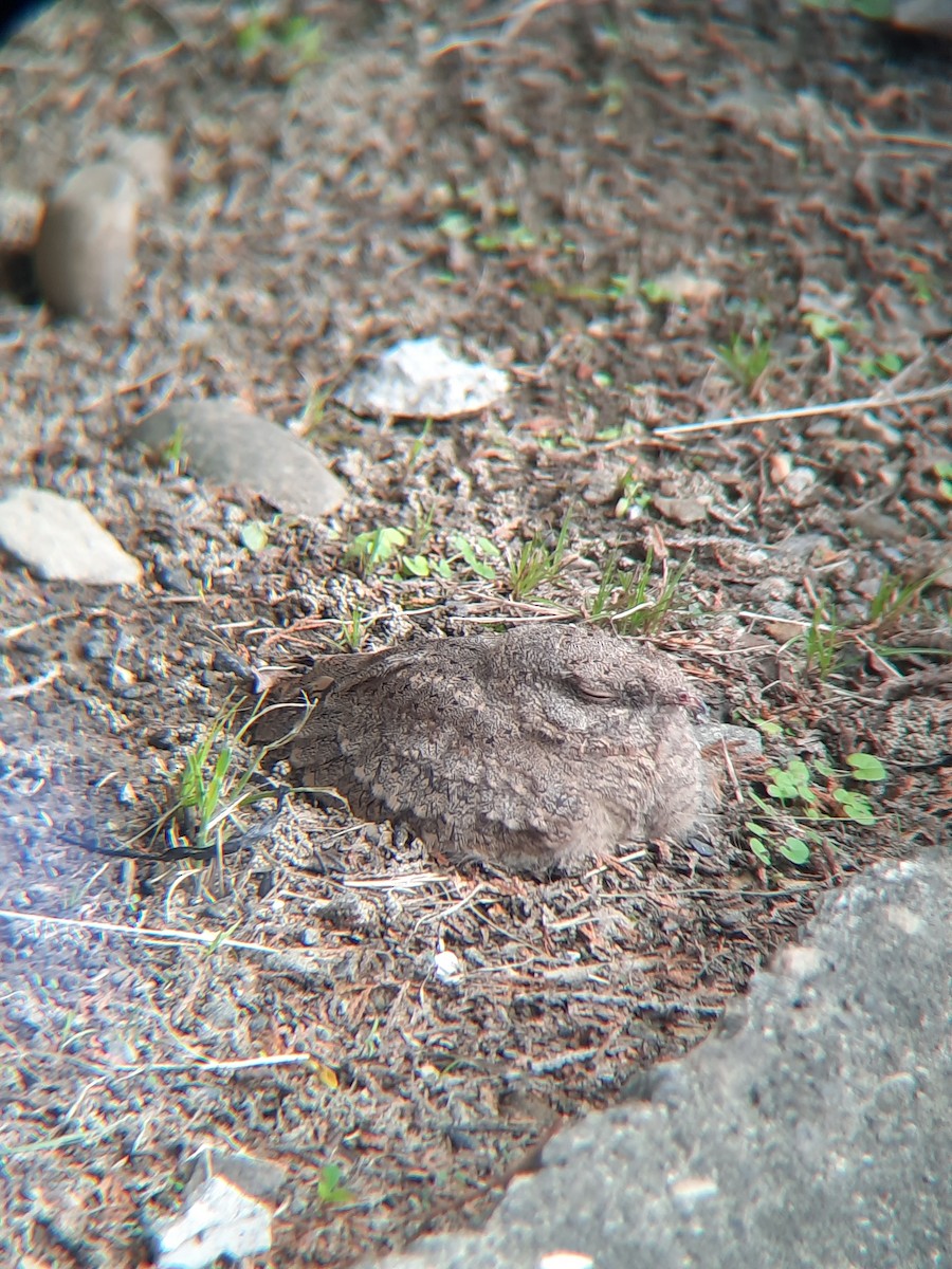 Savanna Nightjar - ML595142081