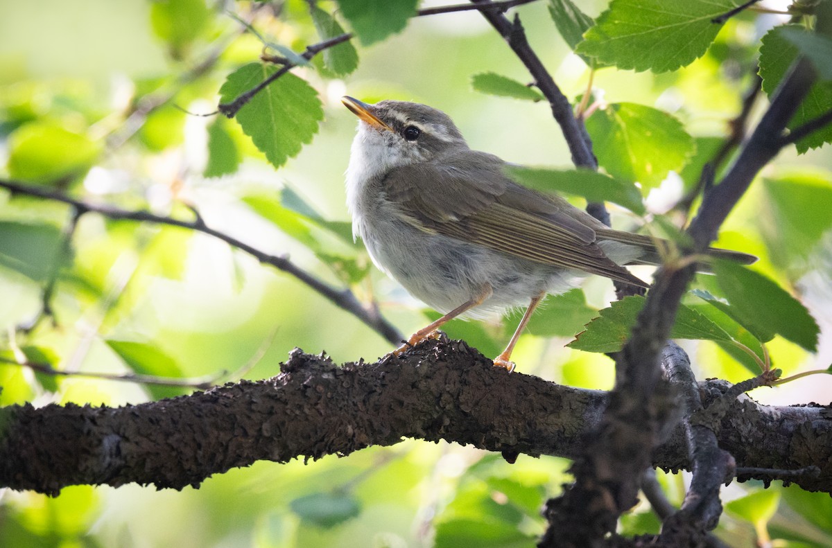 Arctic Warbler - ML595142431