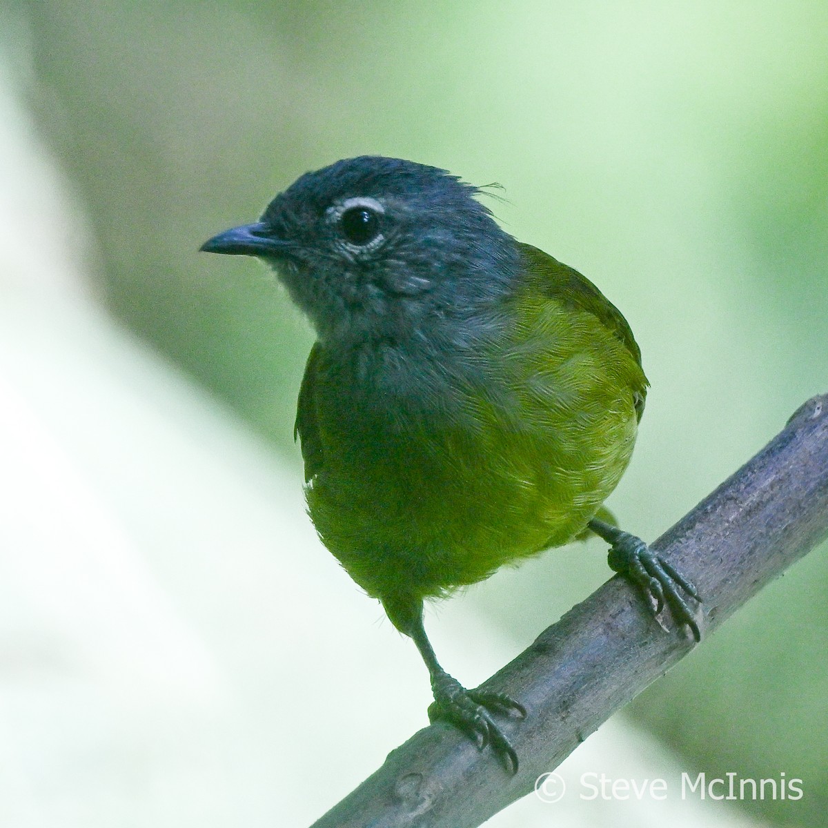 Eastern Mountain Greenbul (Olive-breasted) - ML595142751