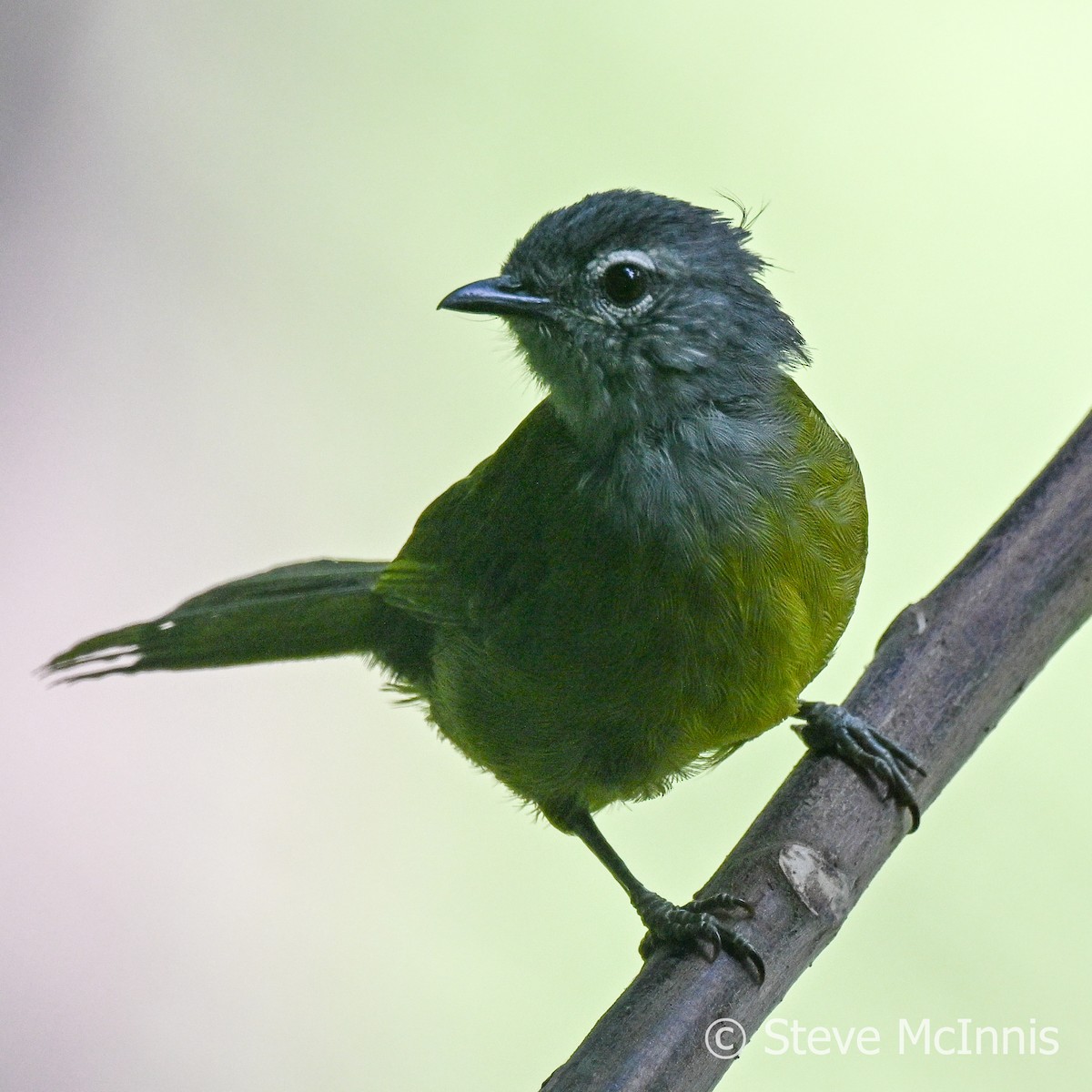 Eastern Mountain Greenbul (Olive-breasted) - ML595142761