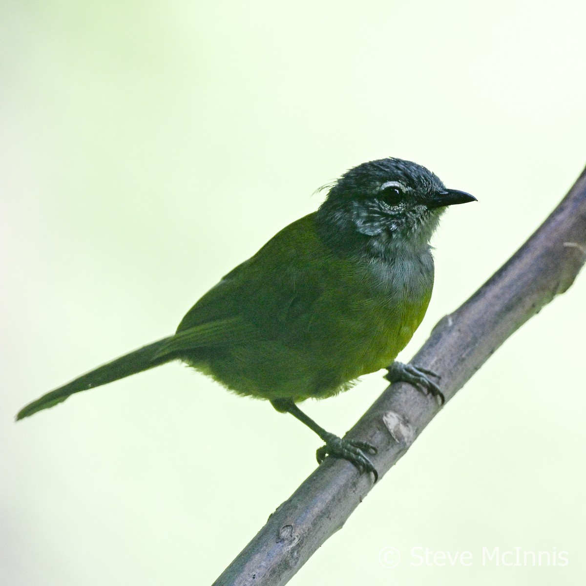 Eastern Mountain Greenbul (Olive-breasted) - ML595142771