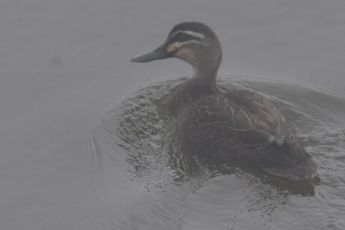 Pacific Black Duck - ML595142821