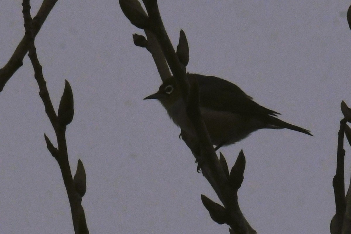 Silvereye - ML595142961