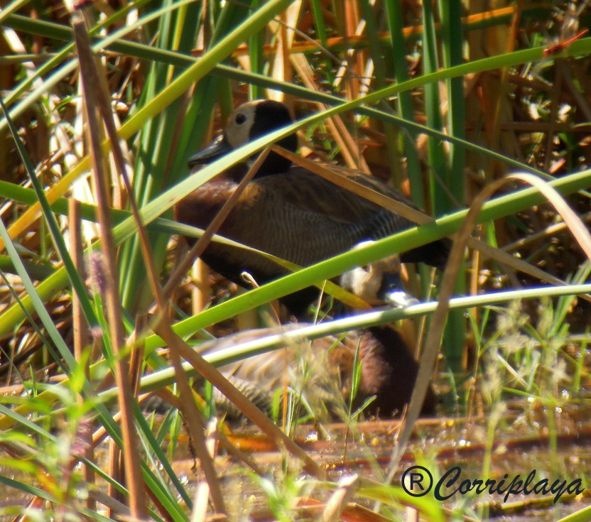 White-faced Whistling-Duck - ML595143261