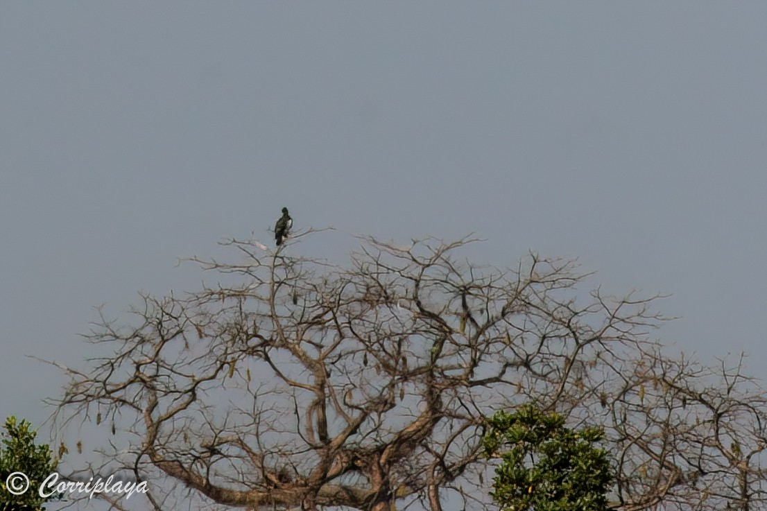 Martial Eagle - Fernando del Valle