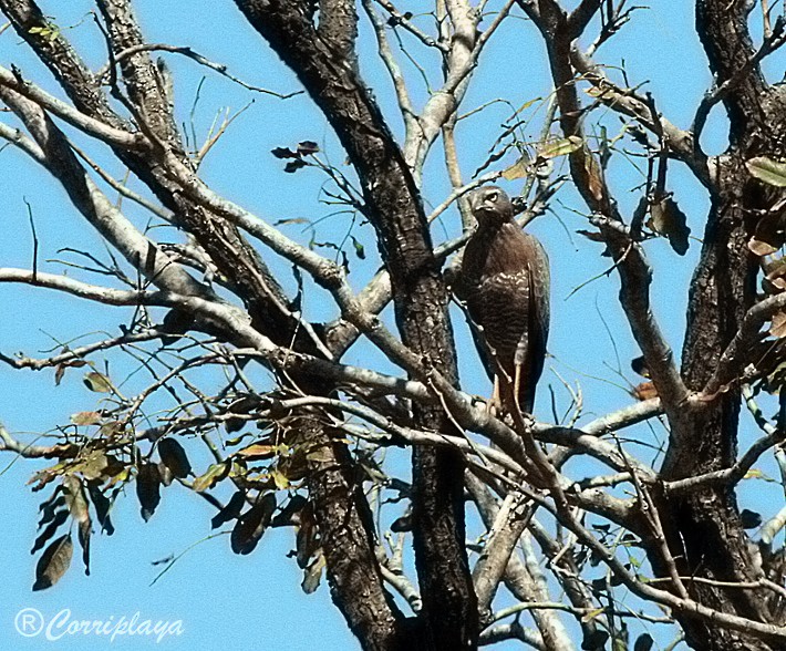 Gabar Goshawk - Fernando del Valle