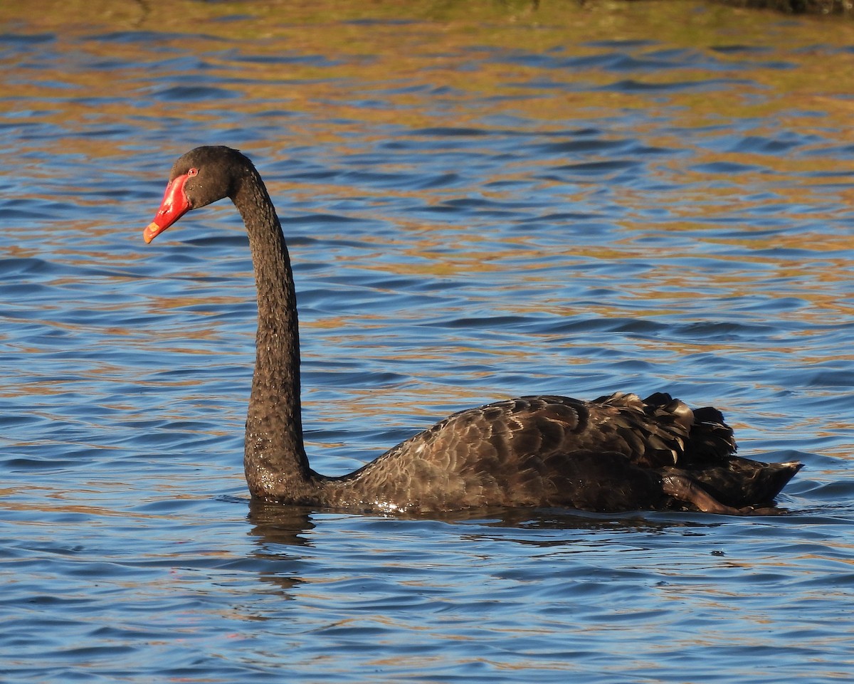 Black Swan - ML595146421
