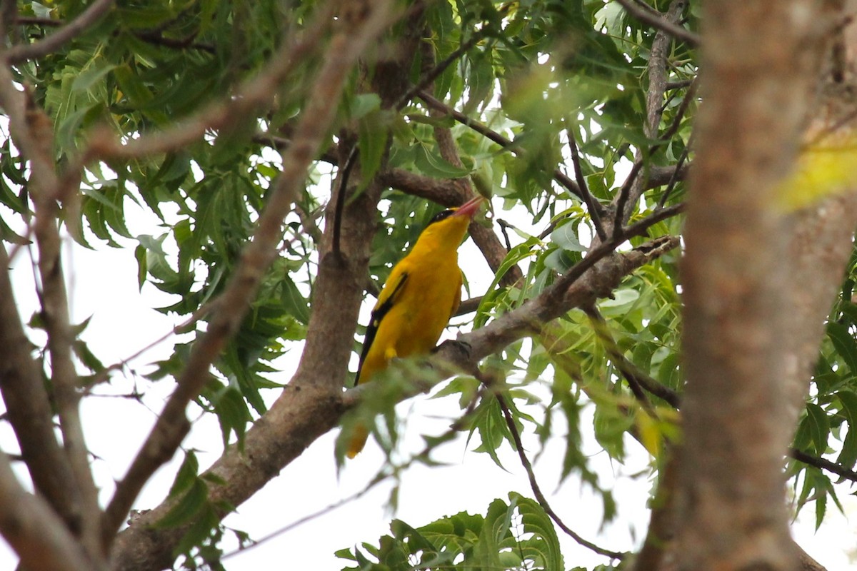 Black-naped Oriole - ML595146571