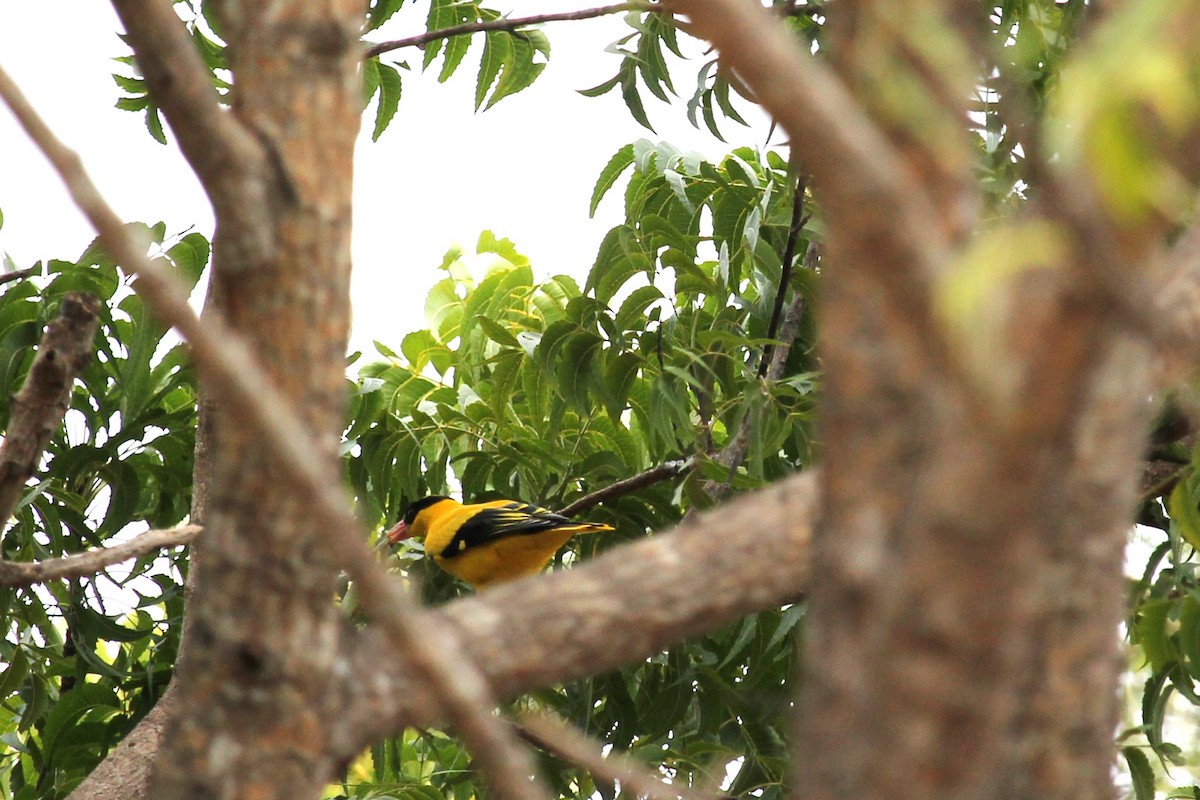 Black-naped Oriole - ML595146591