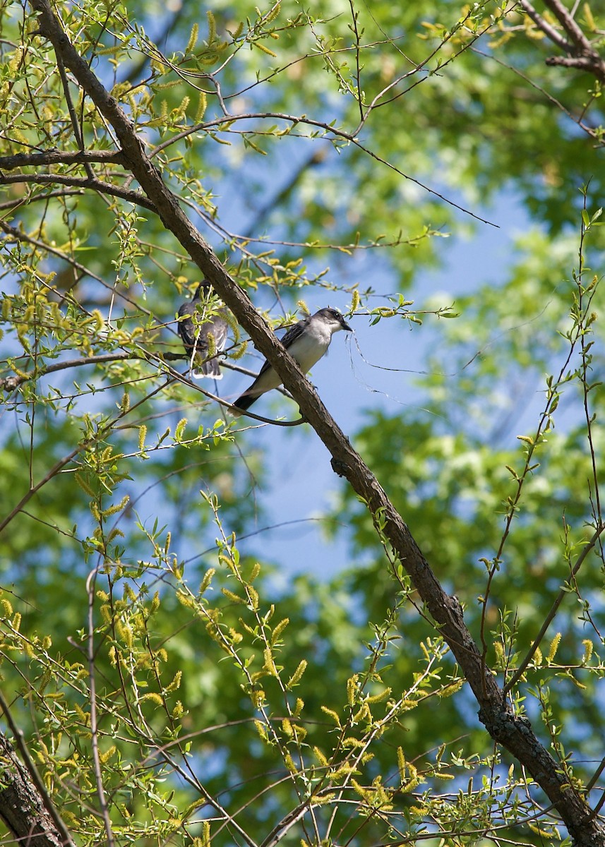 Eastern Kingbird - ML595146701