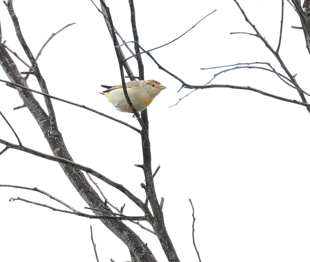 Pardalote Cejirrojo - ML595147711