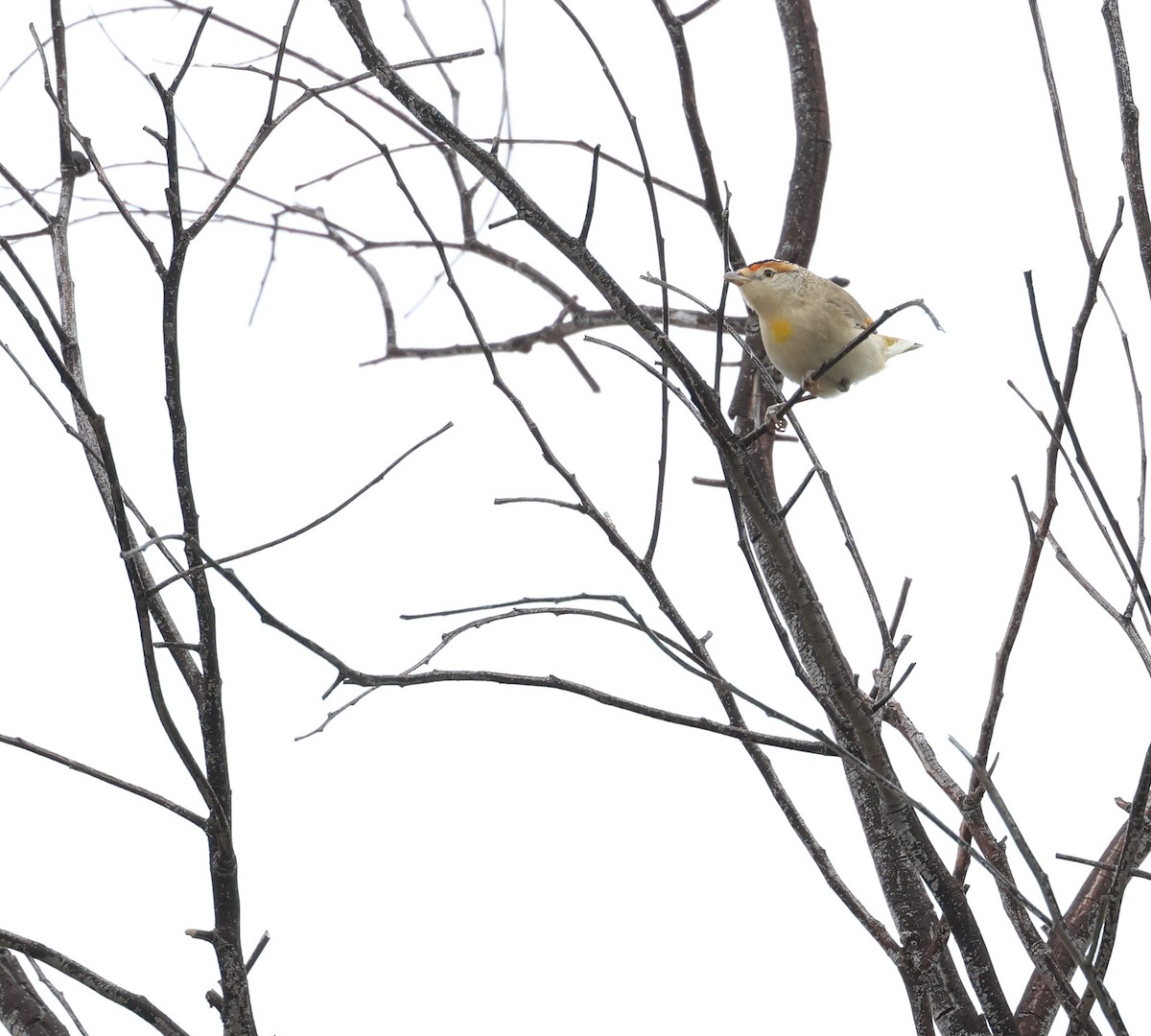 Red-browed Pardalote - ML595147721