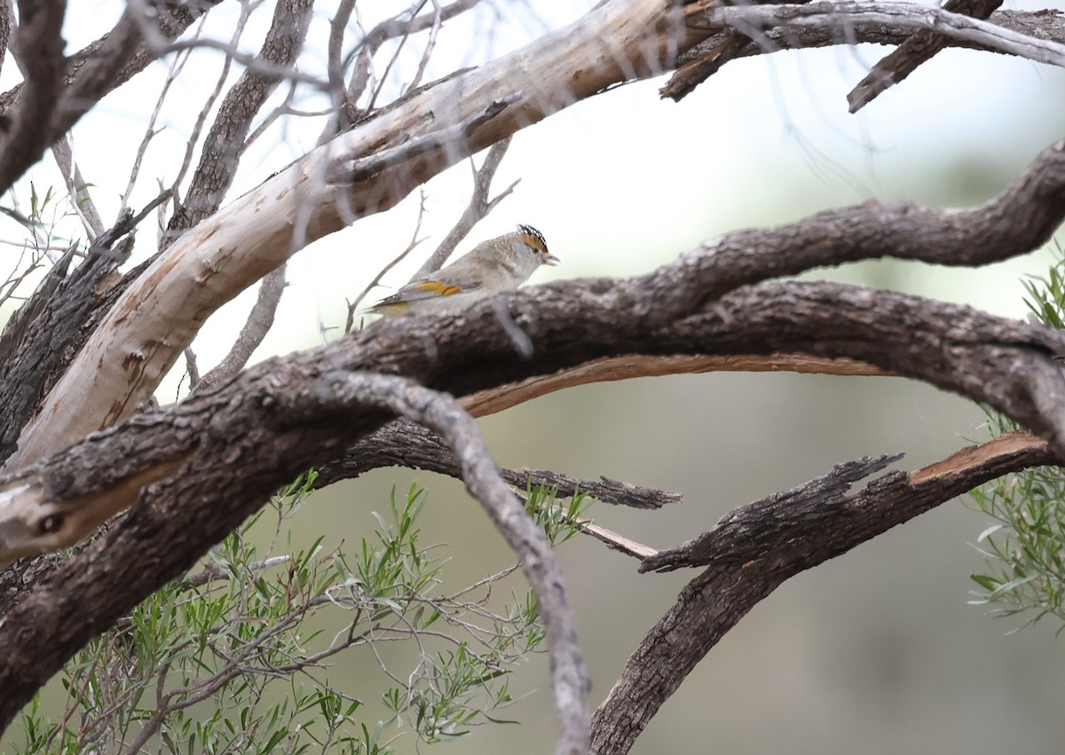 Rotbrauen-Panthervogel - ML595147741