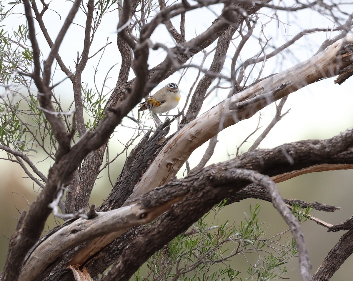 Pardalote Cejirrojo - ML595147751