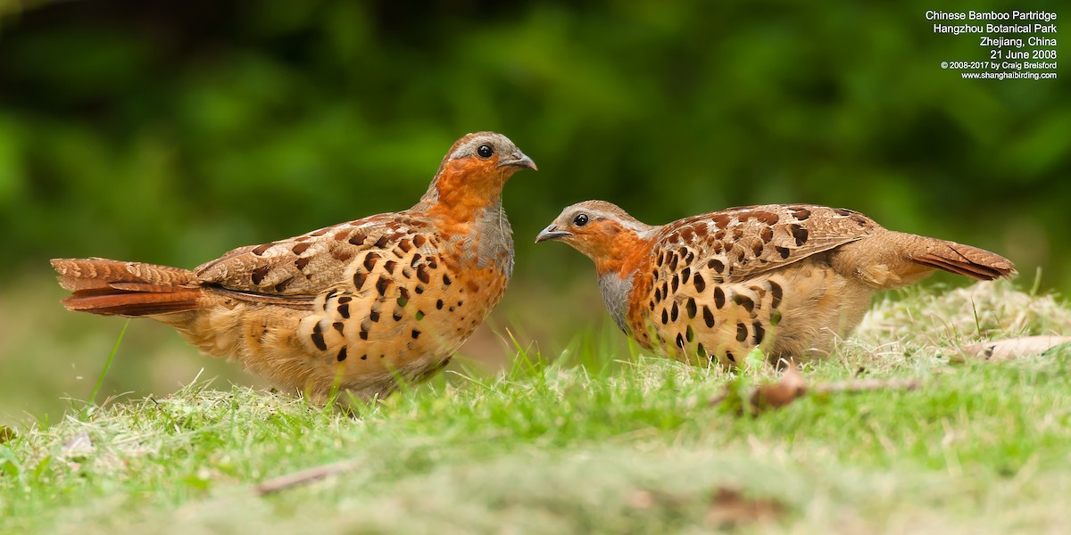 Chinese Bamboo-Partridge - Craig Brelsford
