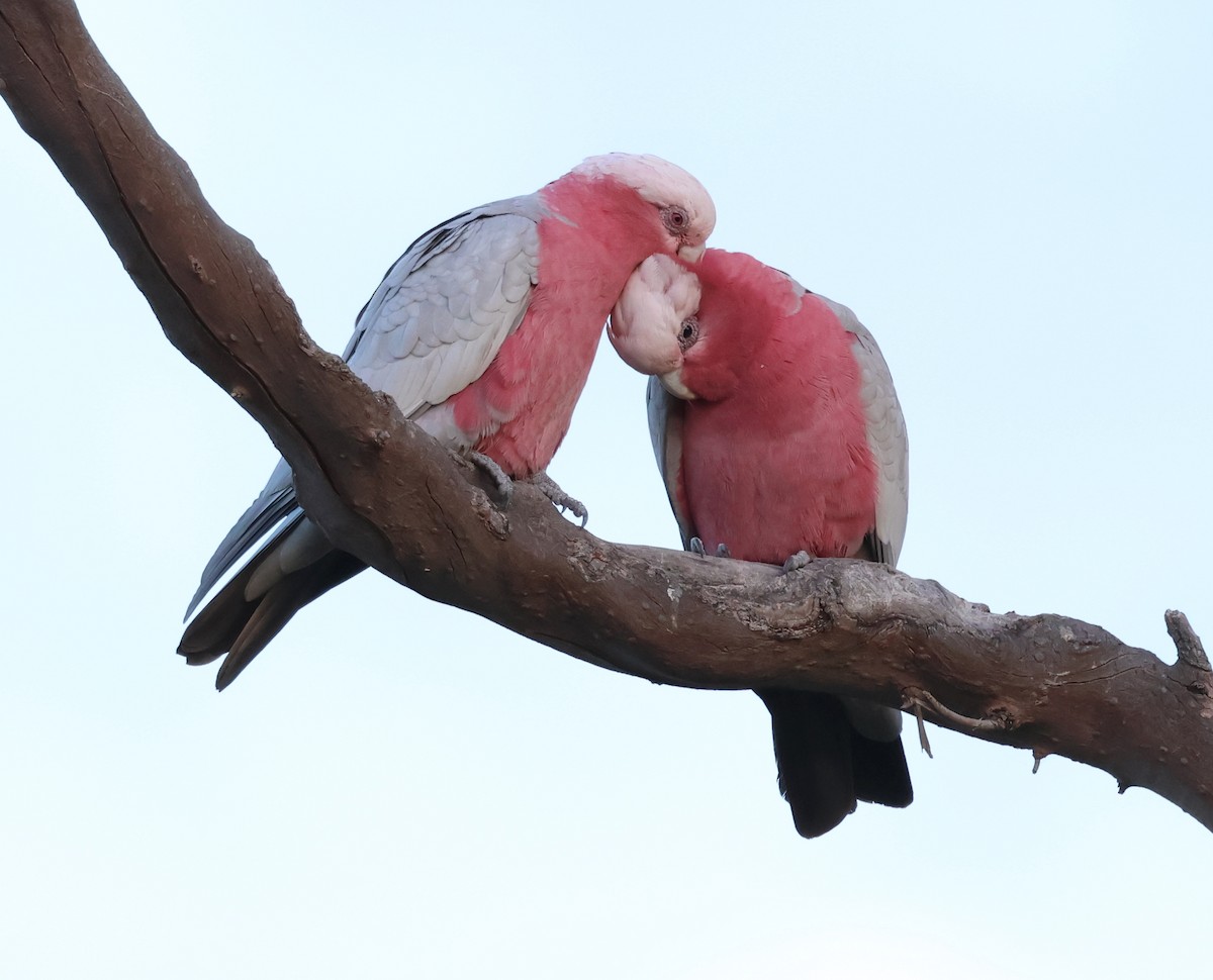 Cacatúa Galah - ML595147981