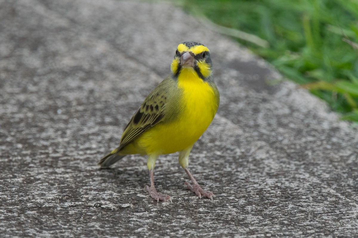 Yellow-fronted Canary - Nancy Christensen