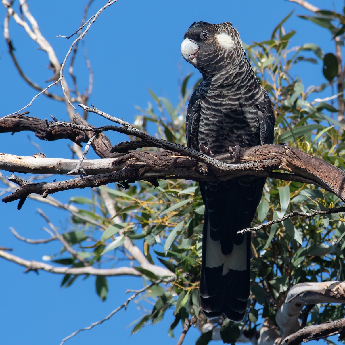 Carnaby's Black-Cockatoo - ML595148231