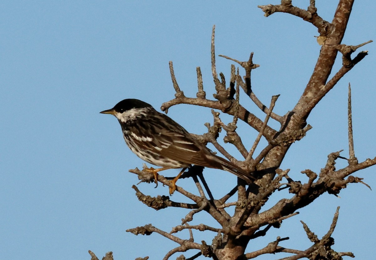 Blackpoll Warbler - ML595148301