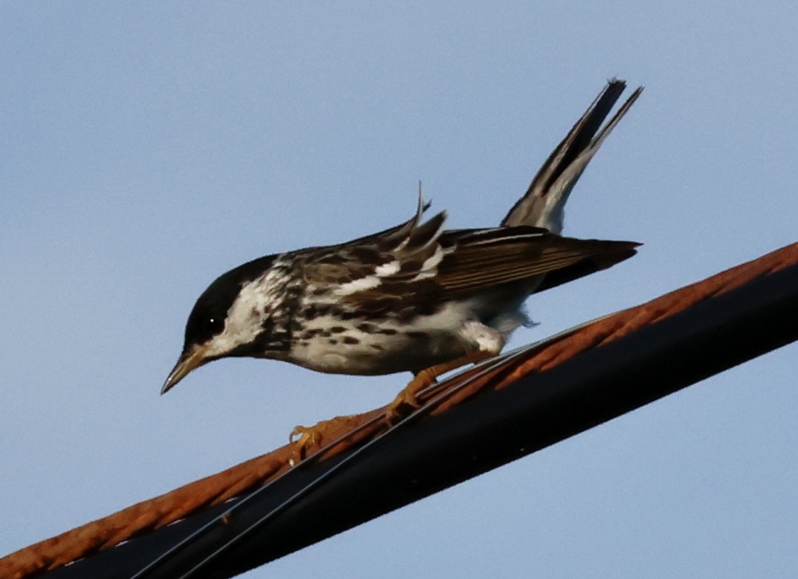 Paruline rayée - ML595148311