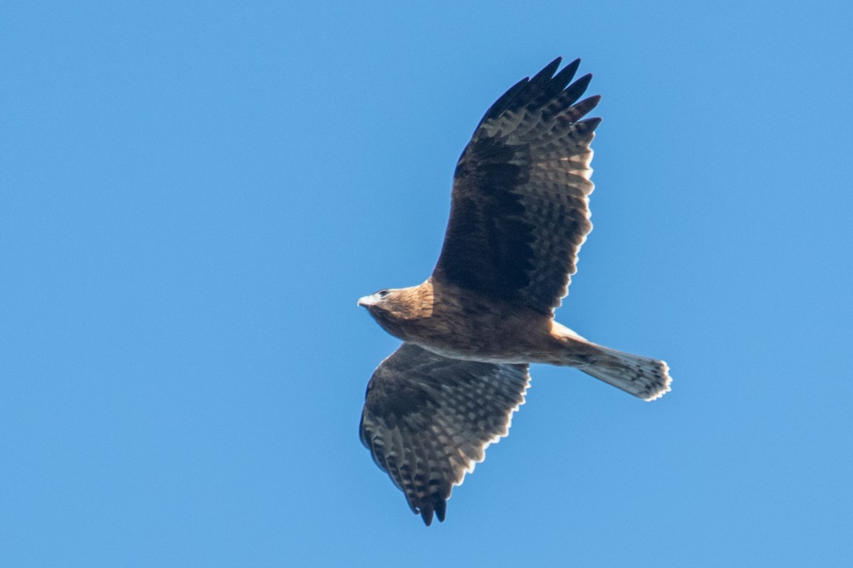 Águila Chica - ML595148351