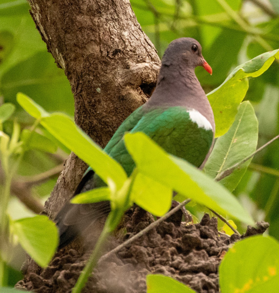 Pacific Emerald Dove - ML595148461