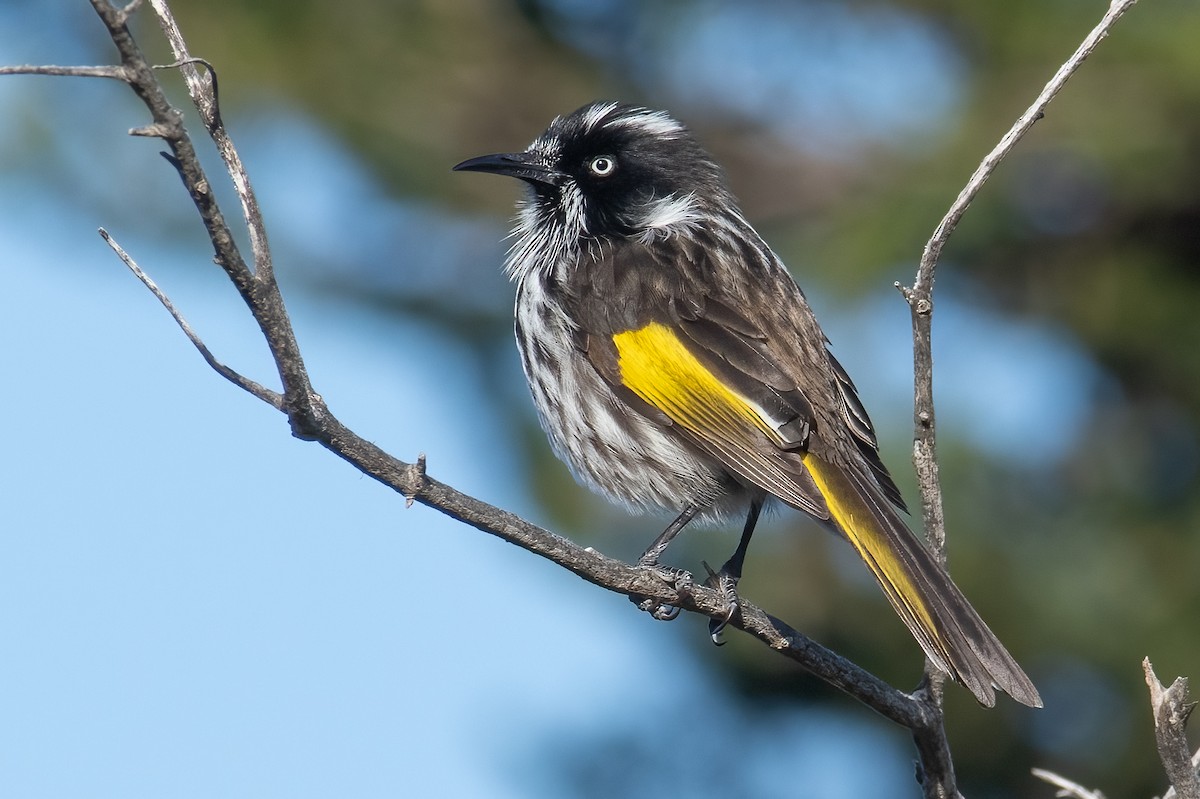 New Holland Honeyeater - ML595148501