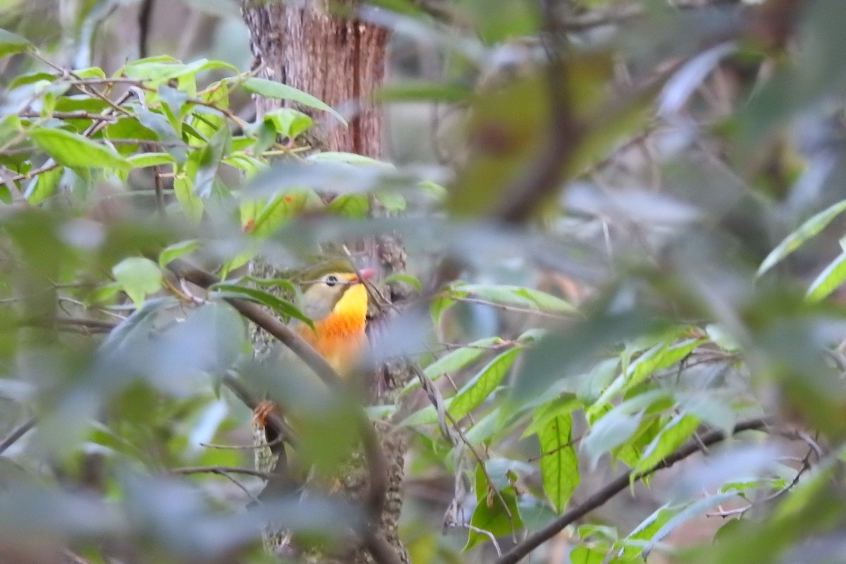 Red-billed Leiothrix - ML595149451