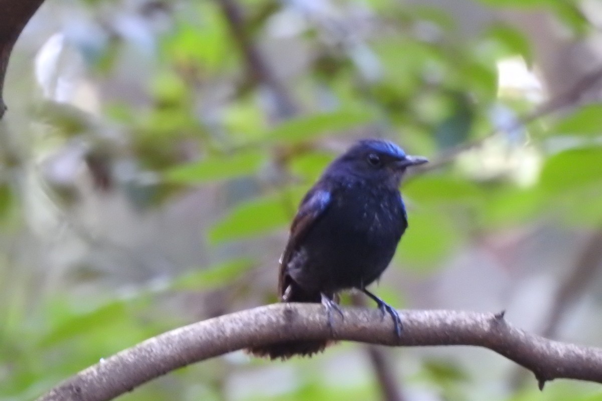 White-tailed Robin - ML595149561