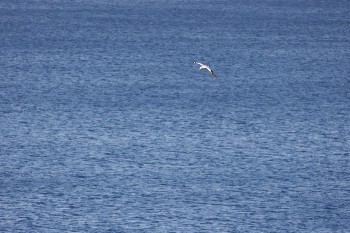 Australasian Gannet - ML595150091