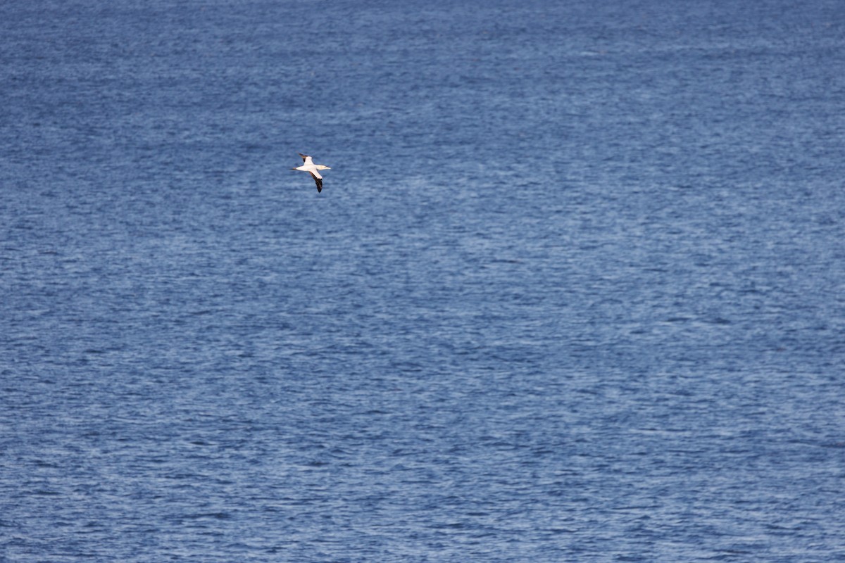 Australasian Gannet - ML595150101