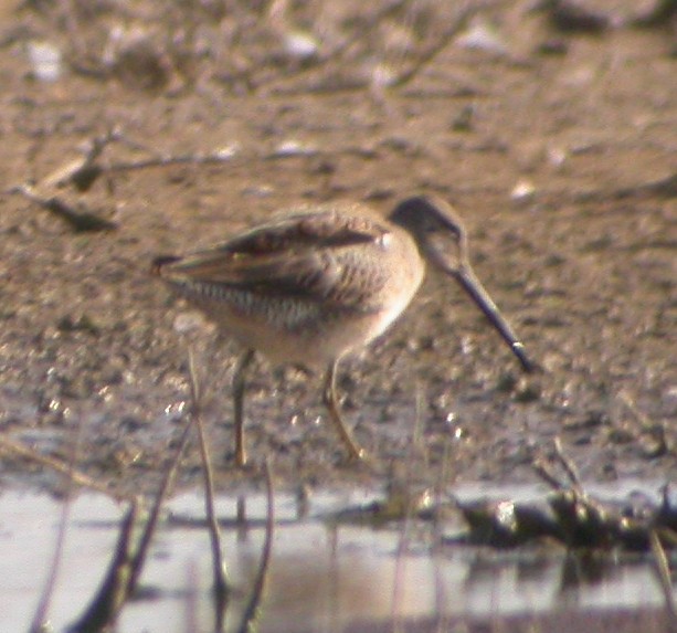 Long-billed Dowitcher - ML595150781