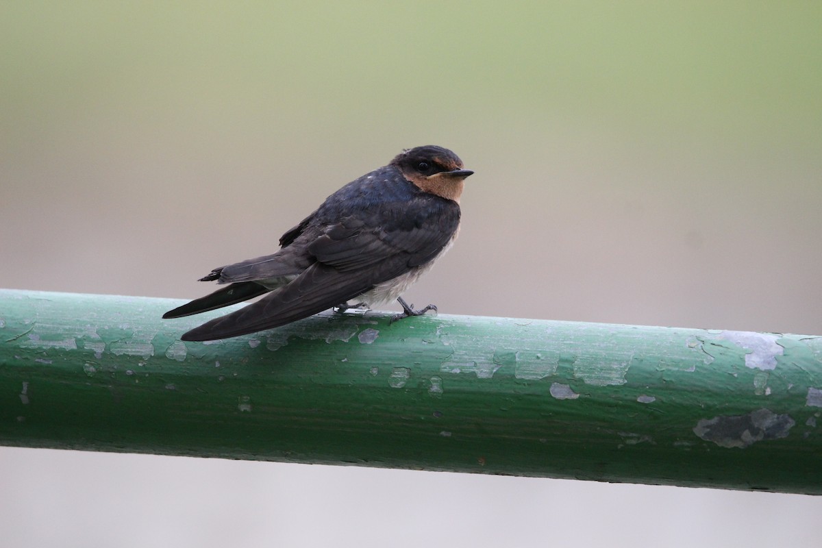 Pacific Swallow - ML595150811