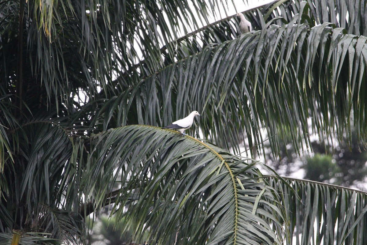 Pied Imperial-Pigeon - Buchanan Birdwatcher
