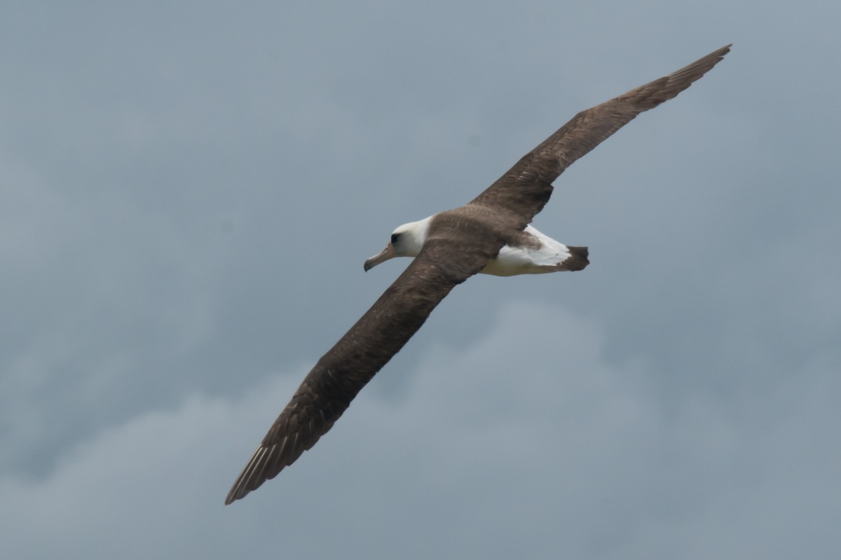 Laysan Albatross - ML59515111