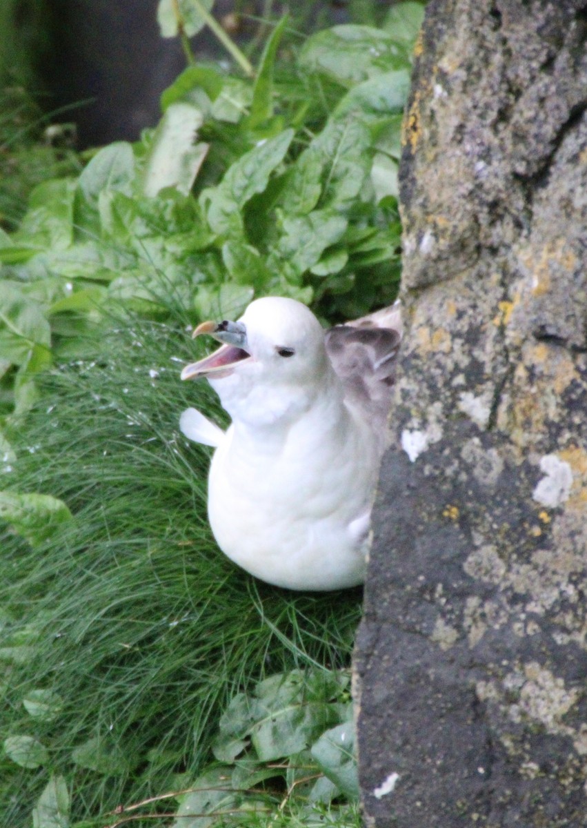 Northern Fulmar - ML595151221