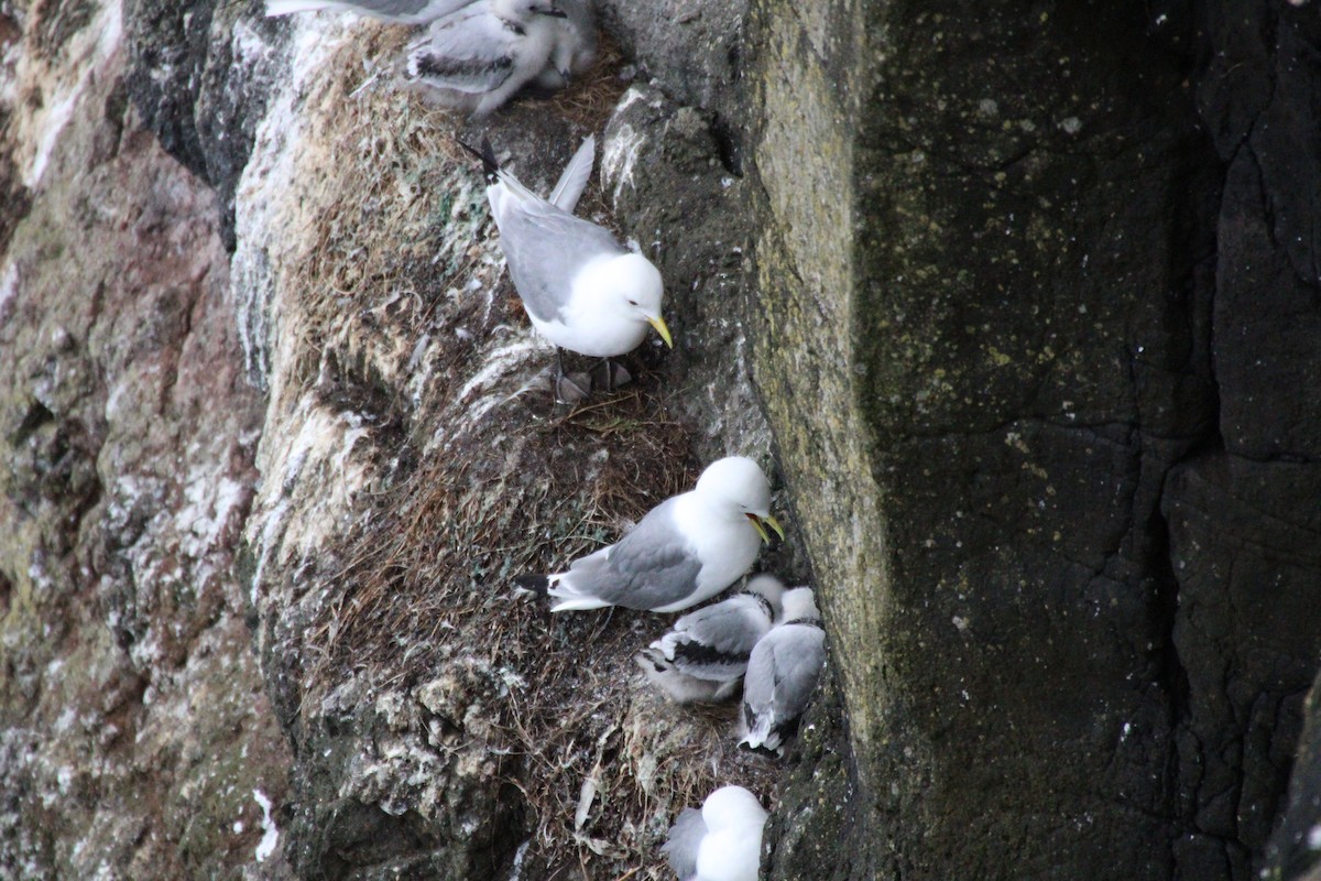 Black-legged Kittiwake - ML595151351