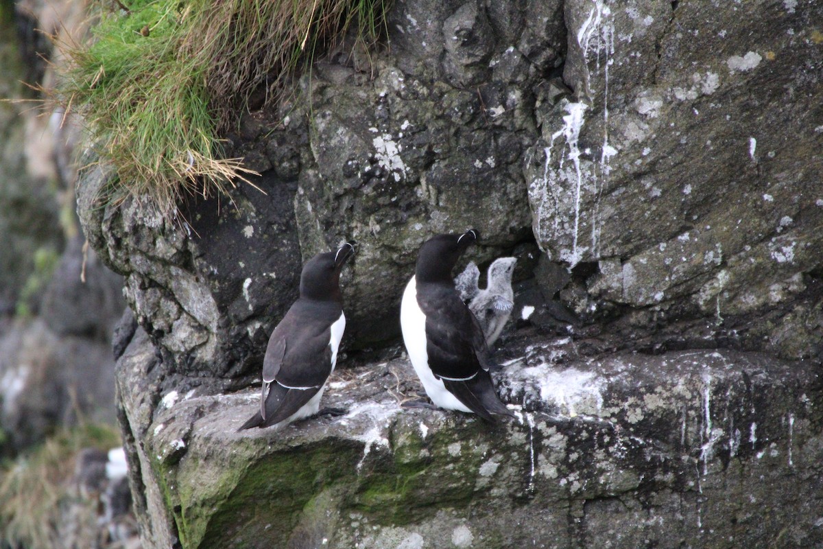 Razorbill - ML595151371