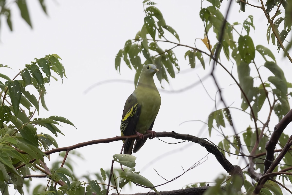 Gray-cheeked Green-Pigeon - ML595151851