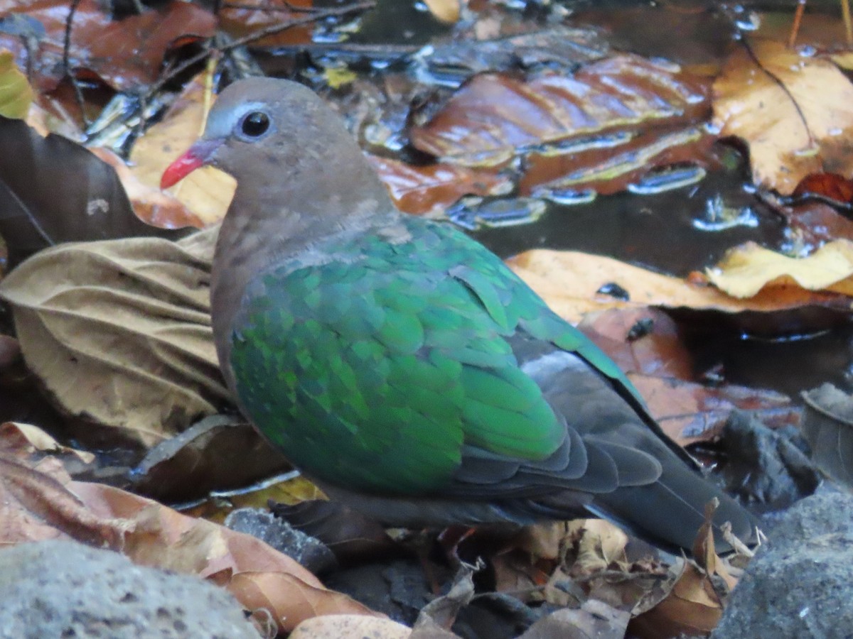 Asian Emerald Dove - Diane Durham