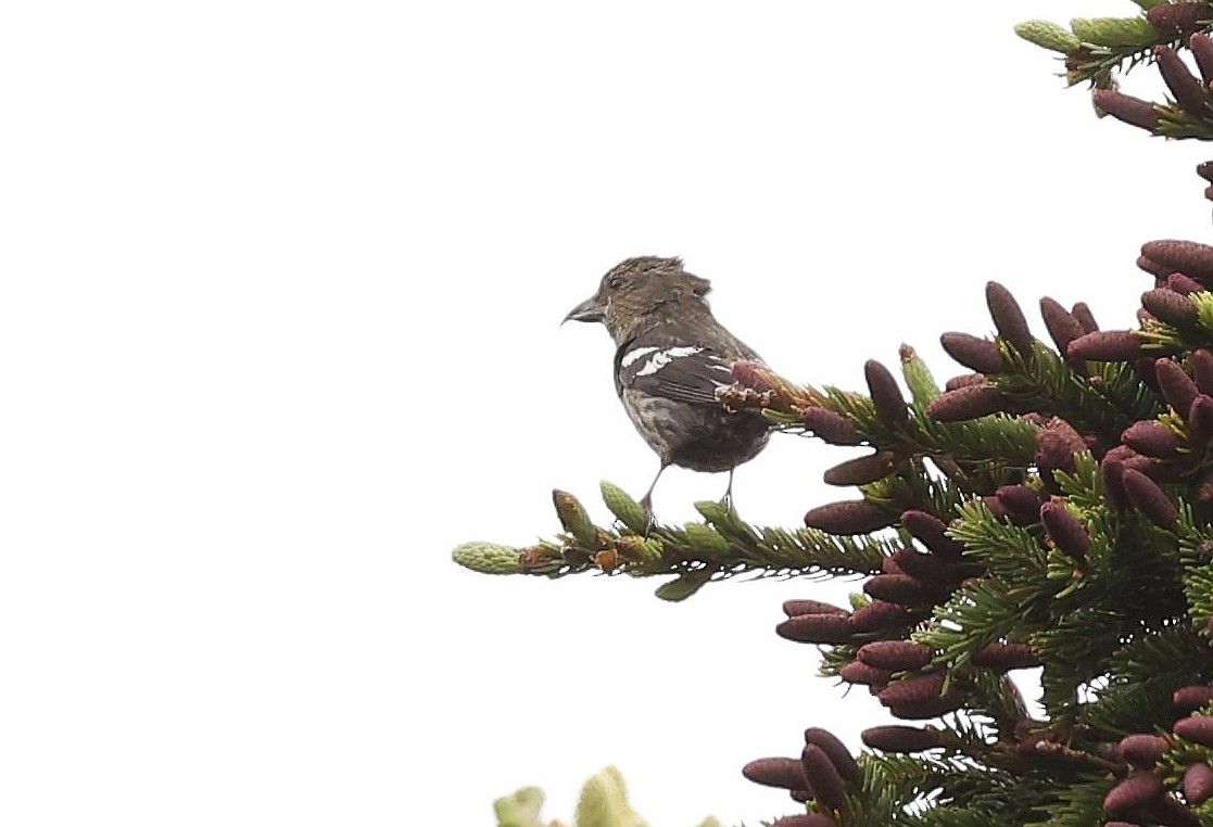 White-winged Crossbill - ML595152461