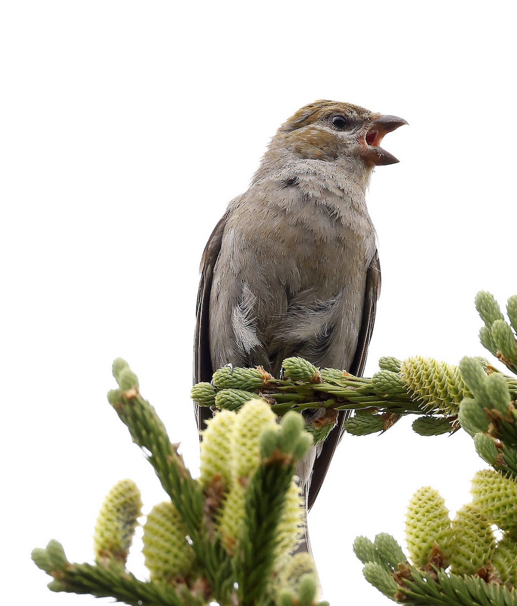 Pine Grosbeak - ML595152741