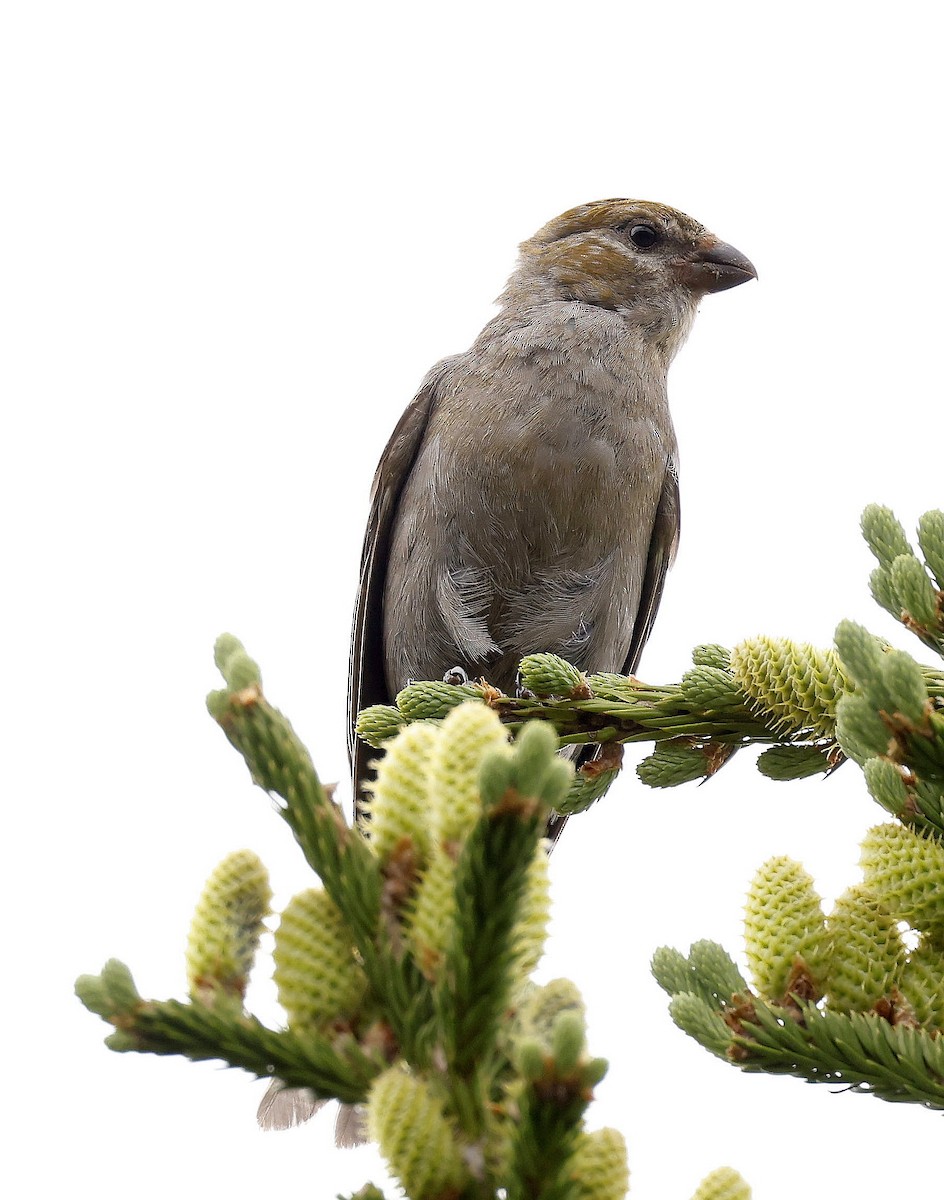 Pine Grosbeak - ML595152871