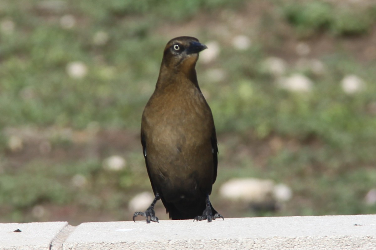Great-tailed Grackle - ML595153141