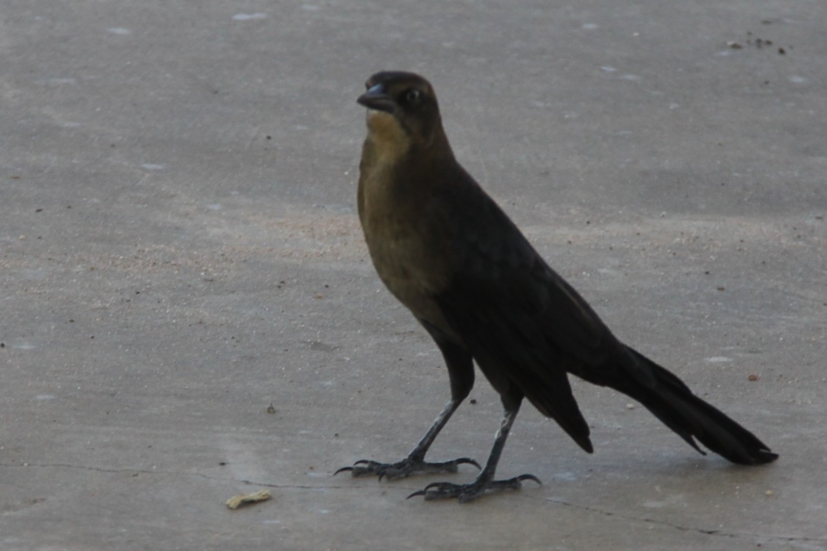 Great-tailed Grackle - ML595153451